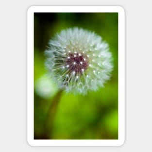 Dandelion Sticker